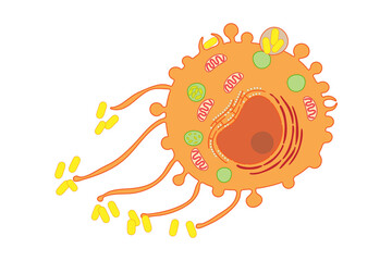 Macrophage, internal structure of the cell.