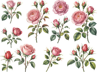 Vintage botanical illustration of blooming pink roses.
Hand-painted watercolor rose flowers isolated on white background.