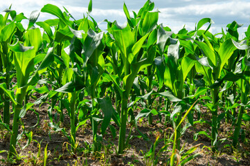 Lush corn plants rise from the rich soil in a vibrant agricultural field, basking under the warm summer sun with fluffy clouds above