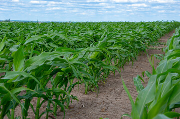 Rows of healthy corn plants grow tall and vibrant in a vast field, basking in the warmth of midday sun and surrounded by open sky