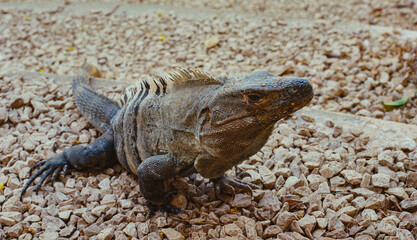Detailed photograph of a Iguana (lizard) perched on a gravel surface surrounded by stones, showcasing its texture and natural environment, highlighting wildlife and habitats. Take on 35mm Film.