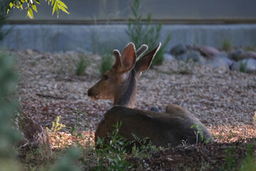 Deer buck lying on the ground under trees
