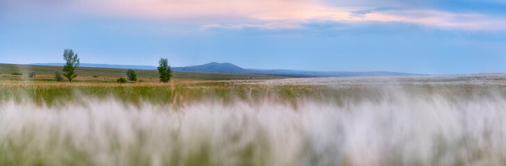 panorama of the steppe with a grasshopper