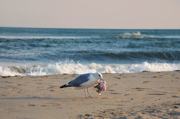 Wild  seagull stands on the seashore and holds a bag with garbage in its beak .Nature,wild birds, fauna, wildlife, environmental protection  concept.