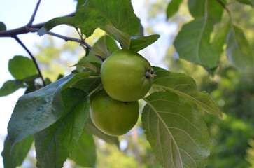 Two fresh green apple fruits ripen on tree branch against sky background. Closeup photo outdoors....