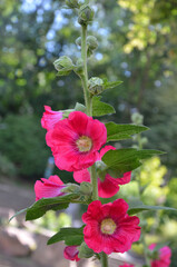   Closeup mallows bright pink flowers and buds on stem with green leaves .Gardening, growing summer flowers concept.
