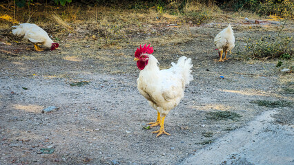 White Rooster and Chickens Outdoors on Dry Ground