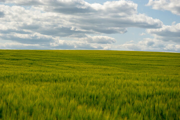 Lush barley plants sway gently in the wind, stretching across a vast field under a blue sky filled...