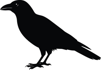 raven, crow bird isolated vector icon