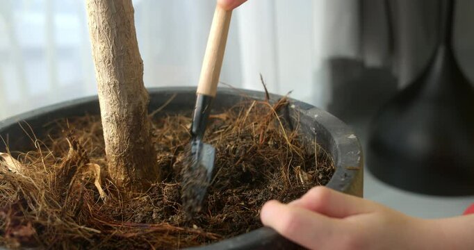 Close-up of children's hands loosening the soil in the pots of indoor houseplants. Human care for a home garden.In close-up, children's hands gently cultivating the soil in pots of indoor houseplants.
