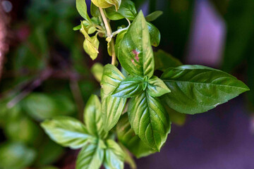 Basil Leaves (Ocimum basilicum)