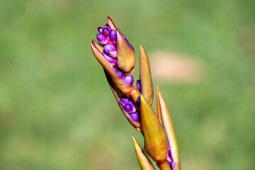 Bromeliad plants with purple flowers