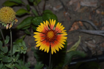 cockade flower