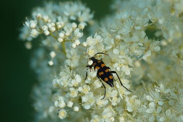 Spotted longhorn beetle (Rutpela maculata) on meadowsweet flowers (Filipendula ulmaria)