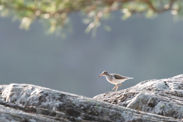 A Common Sandpiper On A Rock (Actitis Hypoleucos)