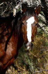 Portrait of a Wild Horse horse and foal