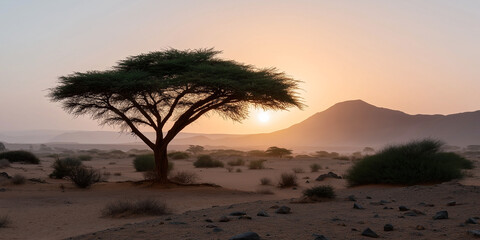Serene african desert landscape with acacia tree and sunset