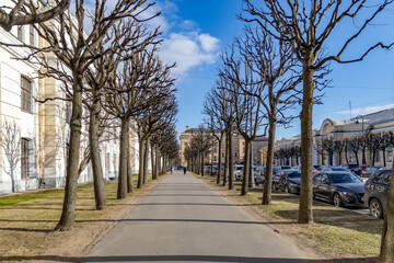 Obraz premium Leafless chestnut-lined alley on Klenovaya Street in classic Saint Petersburg, captured in spring sunlight and perspective under blue sky. Saint Petersburg, Russia