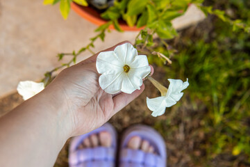Blooming white petunias in flower pot. A woman checks the petunia bloom