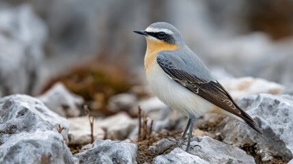 Fototapeta premium Small bird on rocks