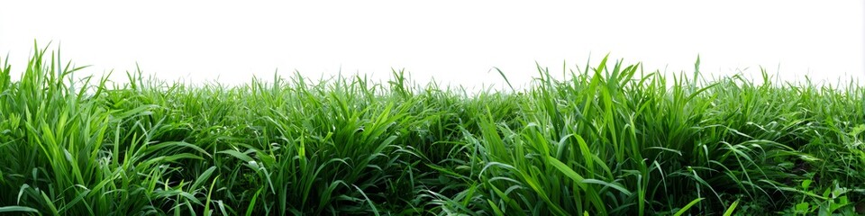 Obraz premium Green grass blades growing in a field with white background