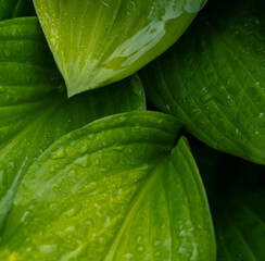 Macro close-up of green hosta plant leaves with water droplets creating a montage of shapes and hues