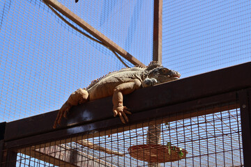 Iguana Resting on Cage in Sunny Outdoor Enclosure. Close-up view of an iguana basking atop wire...