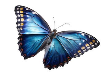 dark blue flying butterfly isolated on white or .png