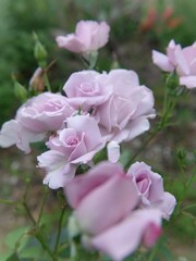Fototapeta premium pink roses in garden