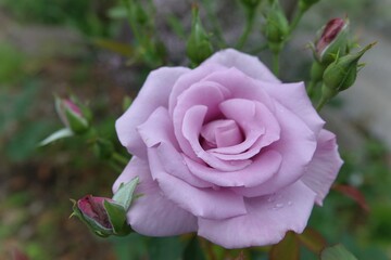 pink rose in garden