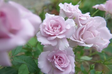 pink roses in a garden