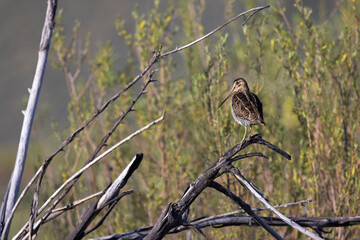 Wilson's Snipe perched on bare branch at Malheur NWR in Oregon, United States
