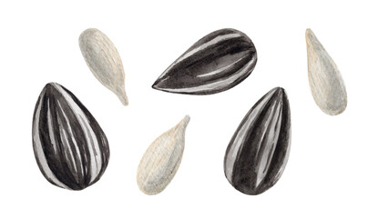 Watercolor set of black and white sunflower seeds on a white background. Element for design, paper, fabric, wrapper.