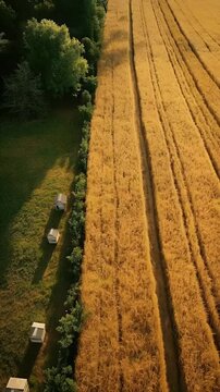 Aerial View of Wheat Field and Beehives at Forest Edge