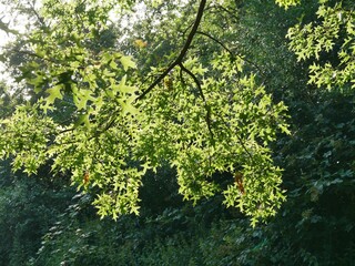 Bäume im Sonnenlicht an Alsterufer