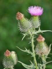 Blühende Distel 