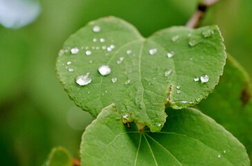 Tropfen auf grünen Blättern