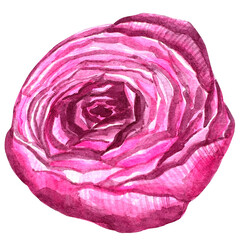 Beautiful watercolor flower peony for your design and floral pattern for wallpaper or fabric