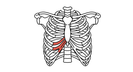 Human rib cage with fractured ribs icon in red for injury concept