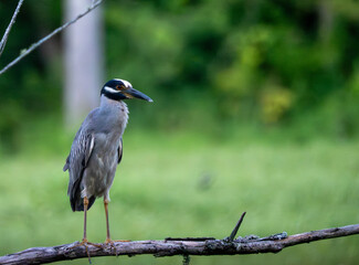 Yellow Crowned Night Heron
