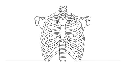 Outline rib cage illustration in medical line art for education use
