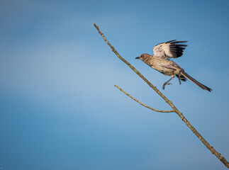 Northern Mockingbird coming in for landing