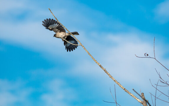 Northern Mockingbird in flight