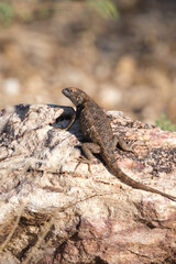 lizard on the rock in the desert sun