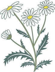 Stylized Daisy Flower Illustration with Transparent Background