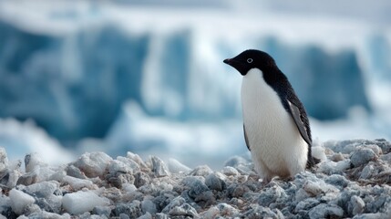 Obraz premium A penguin on ice