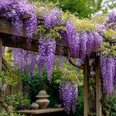 Obraz premium a flowering wisteria vine with cascading purple blooms and green leaves draping elegantly over a wooden arbor