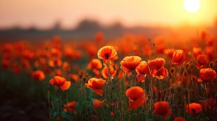 Obraz premium Sunrise poppy field