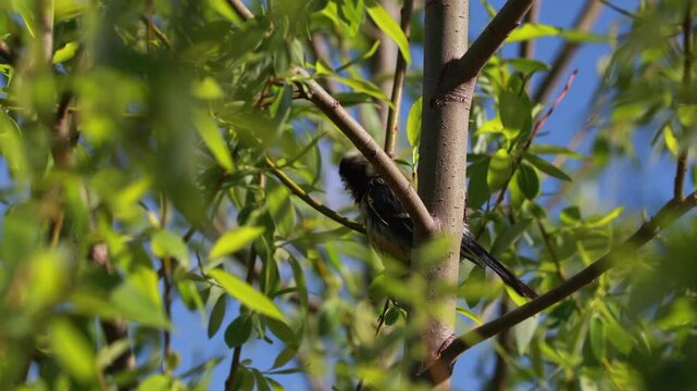 A Great Tit With Wet, ruffled Feathers Is Perched On A Tree Branch Among Green Leaves, Shaking Its Head And Body. Bird After A Bath Or Rain.