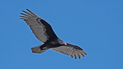 Obraz premium Vulture soaring in clear blue sky